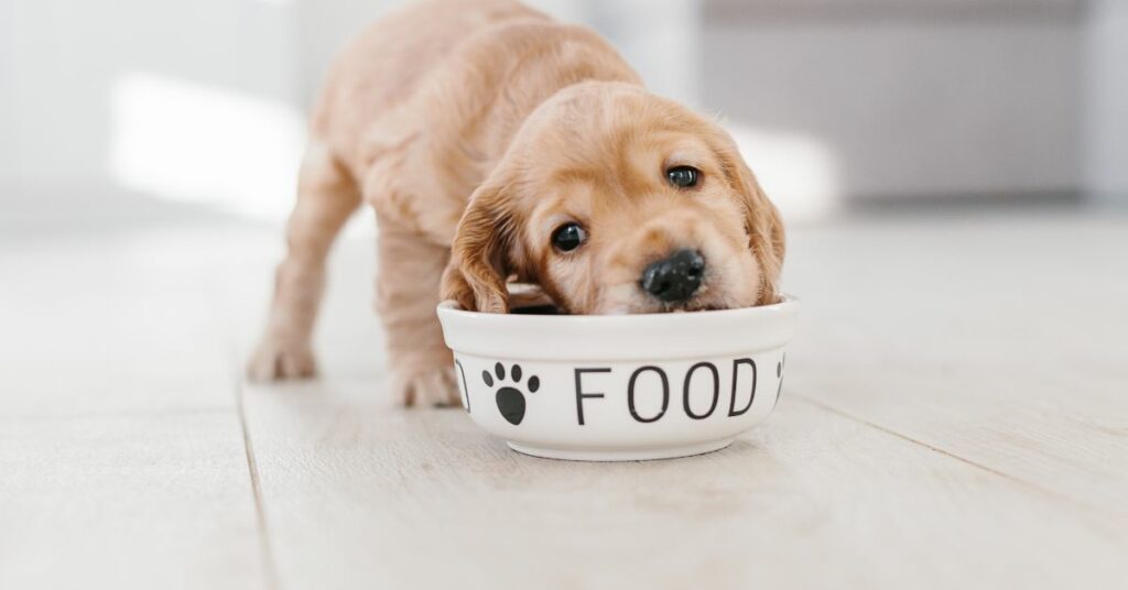 היכן ניתן לרכוש אוכל בריא לכלבים